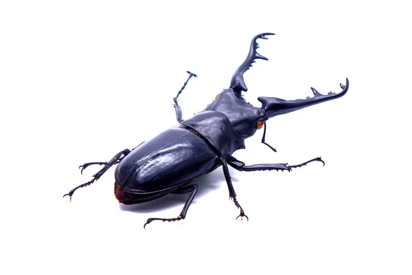 Giraffe Stag Beetle Prosopocoilus Giraffa Isolated White Background World Largest — Stock Photo, Image