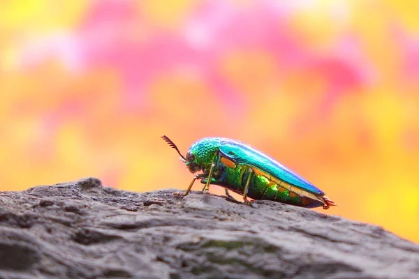 宝石のカブトムシや金属製の木の退屈なカブトムシ 虹色と鮮やかな金属色を持つ世界で最も美しい昆虫 秋の背景を持つ自然の中でのビートルズ コピースペース — ストック写真