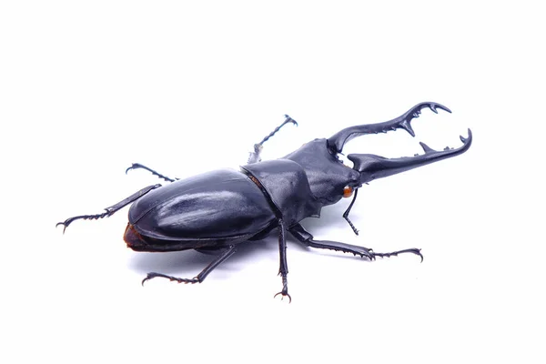 Giraffe Stag Beetle Prosopocoilus Giraffa Geïsoleerd Witte Achtergrond Werelds Grootste — Stockfoto