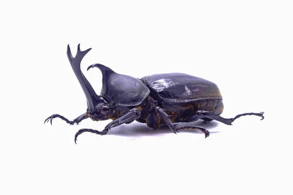 Kumbang Badak Jepang Allomyrina Dichotoma Diisolasi Pada Latar Belakang Putih — Stok Foto