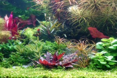 Su bitkileri tankı. Renkli su bitkilerine sahip çok güzel bir akvaryum. Hollanda tarzı su kuyusu düzeni. Seçici odak