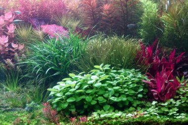 Su bitkileri tankı. Renkli su bitkilerine sahip çok güzel bir akvaryum. Hollanda tarzı su kuyusu düzeni. Seçici odak