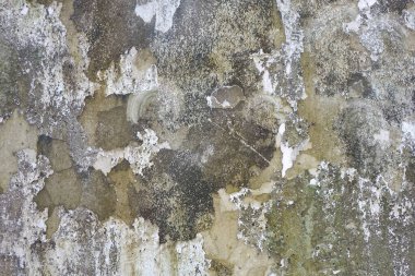 Yosun, küf ve liken arkaplan ve desenli eskimiş beton duvar..