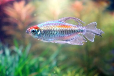 Kongo tetra balığı (