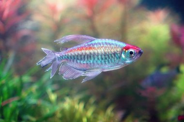 Kongo tetra balığı (