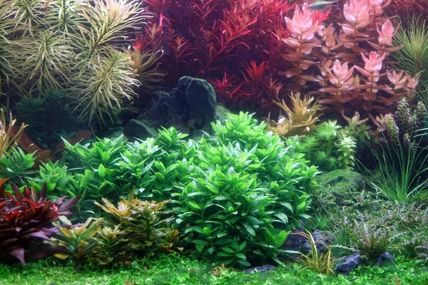 Réservoir Plantes Aquatiques Bel Aquarium Avec Des Plantes Aquatiques Colorées — Photo