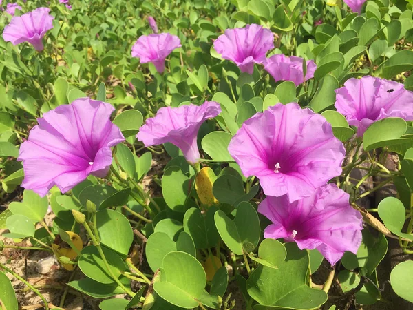 Цветы Пляжной Утренней Славы Цветы Байхопа Bay Hops Селективный Фокус — стоковое фото