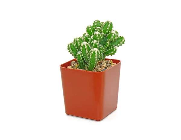Cactus Vaso Isolato Fondo Bianco — Foto Stock