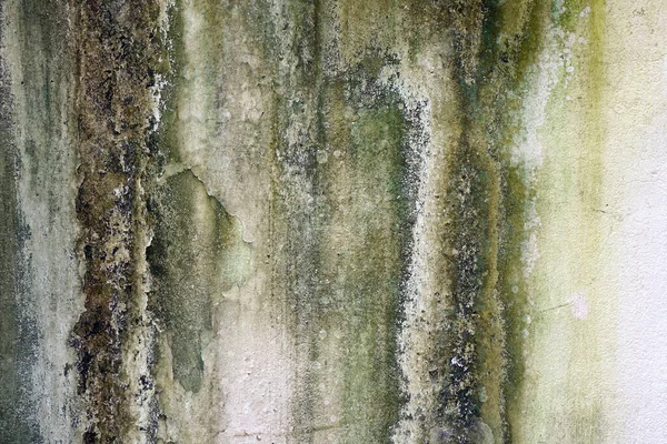 Verwitterte Weiße Betonwand Mit Algen Schimmel Und Flechten Hintergrund Und — Stockfoto