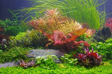 Su bitkileri tankı. Renkli su bitkilerine sahip çok güzel bir akvaryum. Hollanda tarzı su kuyusu düzeni. Seçici odak
