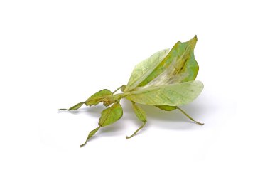 Leaf insect (Phyllium bioculatum) or Walking leaves , green leaf insect isolated on white background , Rare and protected clipart
