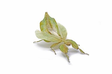 Yaprak böceği (Phyllium bioculatum) veya yürüyen yapraklar, beyaz arka planda izole edilmiş yeşil yaprak böceği, nadir bulunan ve korunan