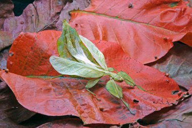 Yaprak böceği (Phyllium bioculatum) veya yürüyen yapraklar. Kırmızı sonbahar yaprakları üzerinde yeşil yaprak böceği, nadir ve korunaklı.