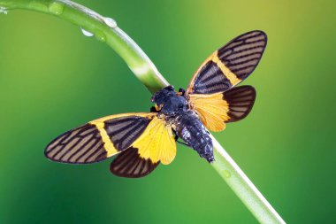 Tropikal yağmur ormanlarında sarı kanatlı ağustos böceği (Beckuartina electa). Bulanık yeşil arkaplan ile seçmeli odak.