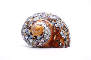 Beyaz arkaplanda deniz kabuğu izole