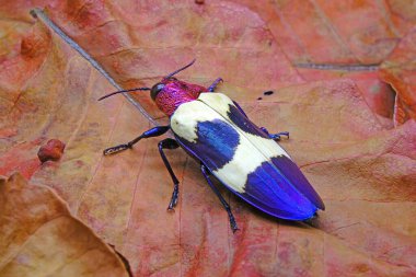 Banded Jewel Beetle (