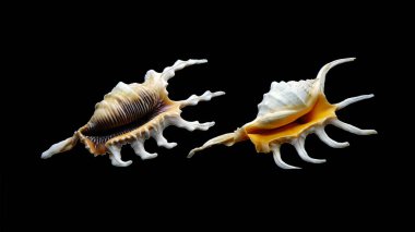 Kuzu akrebi (İngilizce: 