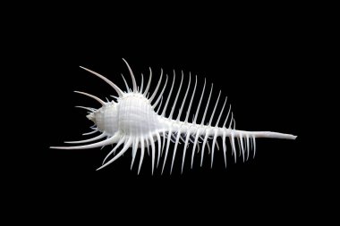 Deniz kabuğu: Venüs tarak murex (Murex pecten), son derece uzun sifonal kanallı orta büyüklükteki tropikal deniz salyangozlarından biridir. Siyah arkaplanda izole