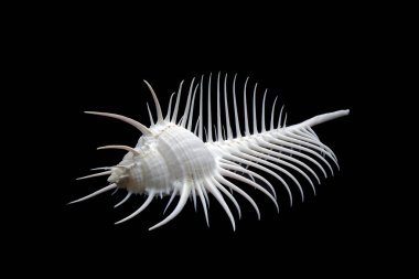 Deniz kabuğu: Venüs tarak murex (Murex pecten), son derece uzun sifonal kanallı orta büyüklükteki tropikal deniz salyangozlarından biridir. Siyah arkaplanda izole