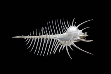 Deniz kabuğu: Venüs tarak murex (Murex pecten), son derece uzun sifonal kanallı orta büyüklükteki tropikal deniz salyangozlarından biridir. Siyah arkaplanda izole