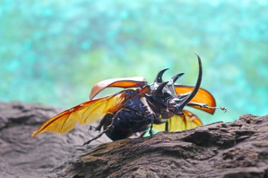 Beş boynuzlu gergedan böceği, Eupatorus gracilicornis, Herkül böcekleri, tek boynuzlu at böcekleri ya da boynuz böcekleri olarak da bilinirler. Doğa arkaplanı ile seçici odak ve kopyalama alanı