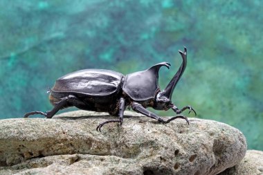Japon gergedan böceği (Allomyrina dichotoma) ya da Japon boynuz böceği (ya da Kabutomushi, Kabuto, Samuai hemlet için Japoncadır ve Mushi doğada Böcektir). Bulanık arkaplan ve kopyalama alanı ile seçmeli odak