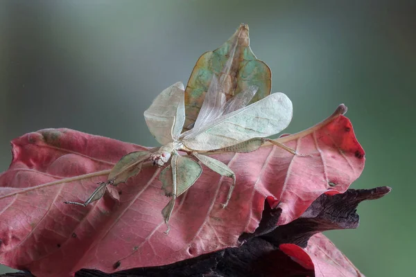 フィリルム生物界被子植物 またはウォーキング葉 紅葉の緑の葉の昆虫 希少で保護されています — ストック写真