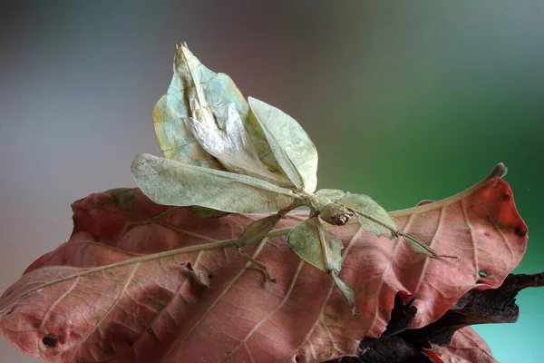 Yaprak Böceği Phyllium Bioculatum Veya Yürüyen Yapraklar Kırmızı Sonbahar Yaprakları — Stok fotoğraf