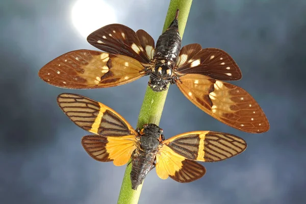 Cigarra Mariposa Ambragaeana Ambra Top Becquartina Electa Bottom Enfoque Selectivo —  Fotos de Stock