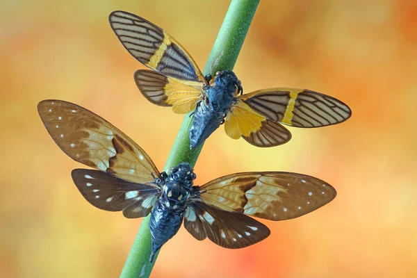 彼蝶セミ Becquina Electa Top とAnbraagaeana Ambra Bottm 選択的フォーカス 自然の中でぼやけた秋の背景 — ストック写真