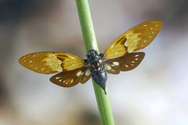 Butterfly Cicada Ambragaeana Ambra Selektivní Zaměření Přírodě Rozmazané Noční Pozadí — Stock fotografie