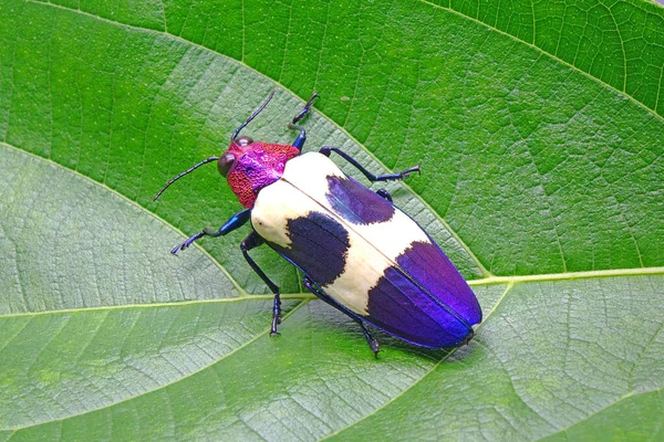 Banded Jewel Beetle Chrysochroa Buqueti Rugicollis Vagy Vörös Pöttyös Bogár — Stock Fotó