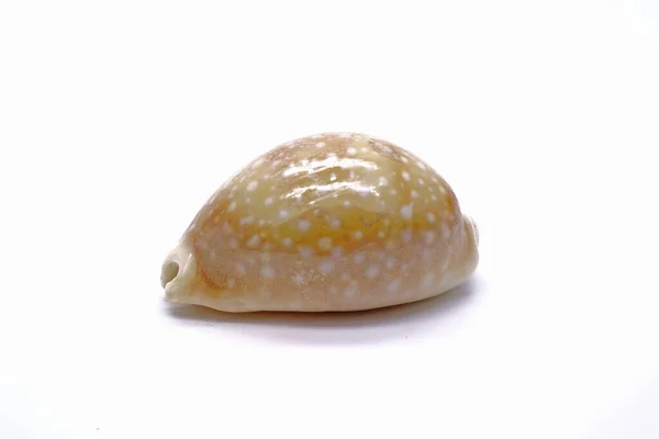 Cowry Shell Elszigetelt Fehér Háttér — Stock Fotó