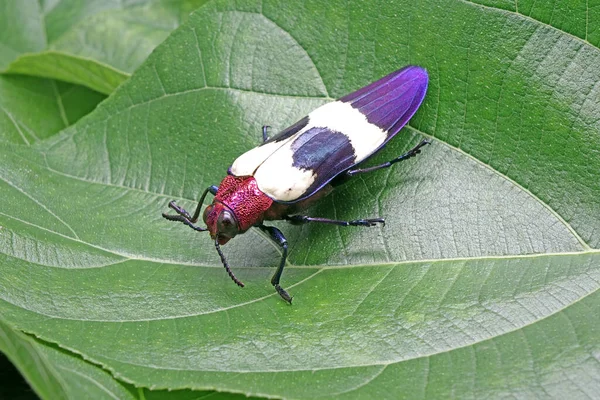 Ganded Jewel Beetle Chrysochroa Buqueti Rugicollis Red Speckled Beetle Вид — стоковое фото