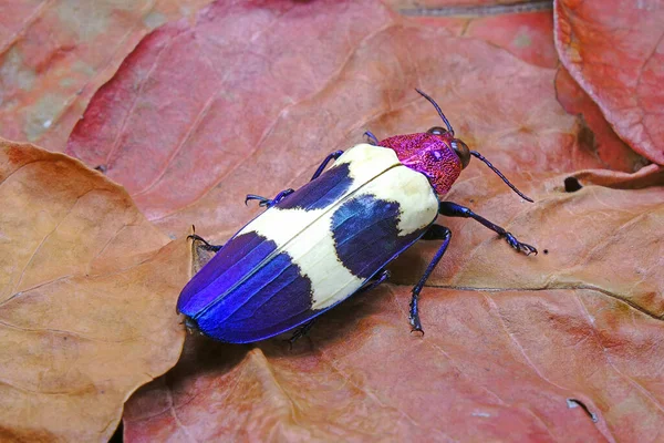 Banded Jewel Beetle Chrysochroa Buqueti Rugicollis Vagy Vörös Pöttyös Bogár — Stock Fotó
