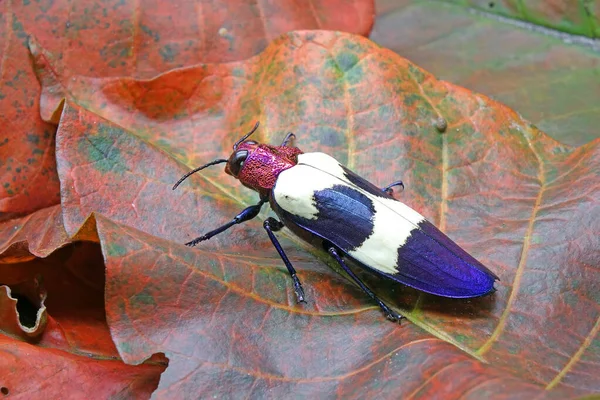 Ganded Jewel Beetle Chrysochroa Buqueti Rugicollis Red Speckled Beetle Вид — стоковое фото