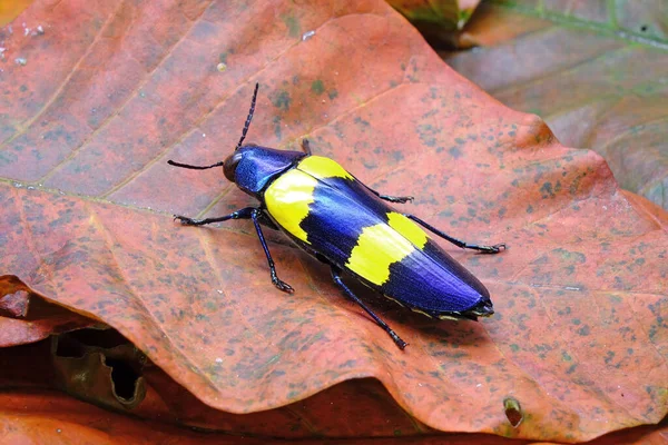 甲壳类动物 Chrysochroa Mniszechi 是在泰国等亚洲发现的一种甲虫 — 图库照片