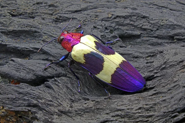 Chrysochroa Buqueti Rugicollis Una Especie Coleóptero Familia Buprestidae Uno Los —  Fotos de Stock