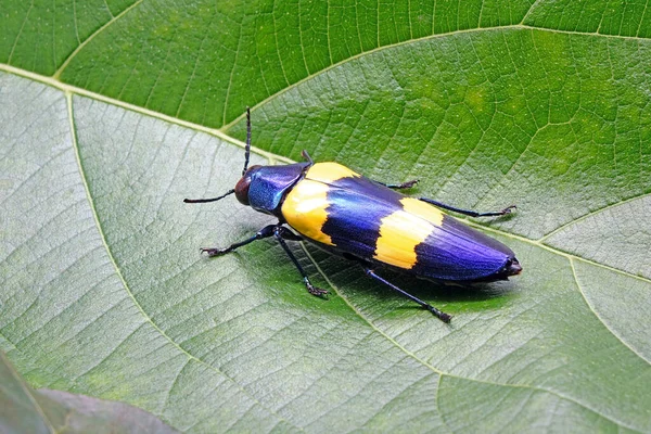 Жуки Chrysochroa Mellzechi Вид Жука Семейства Buprestidae Обитающий Азии Например — стоковое фото