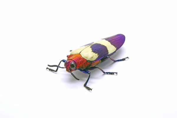 Beetles Banded Jewel Beetle Chrysochroa Buqueti Rugicollis Uma Espécie Insetos — Fotografia de Stock