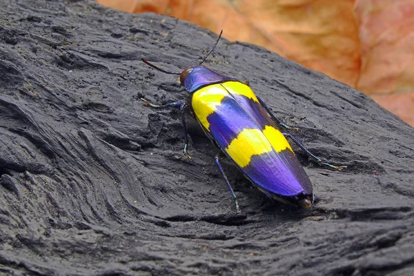 Жуки Jewel Beetle Chrysochroa Mniszechi Вид Жуків Родини Buprestidae Поширений — стокове фото