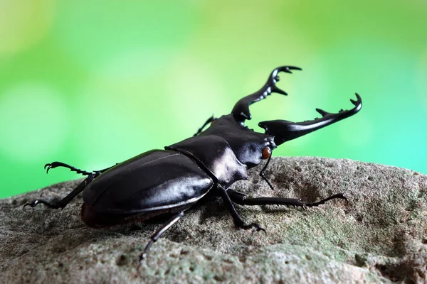 Giraffe Stag Beetle Prosopocoilus Giraffa Największy Świecie Jeleń Długimi Ostrymi — Zdjęcie stockowe