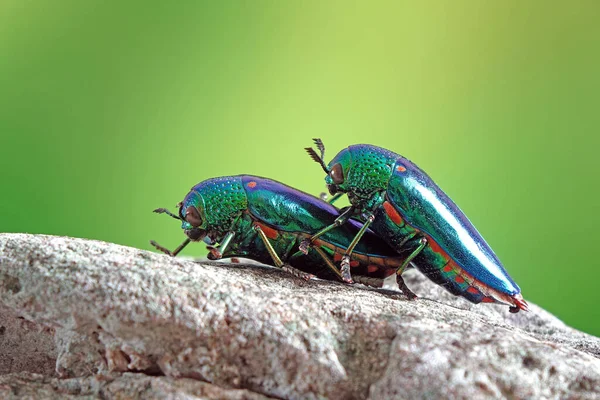 Jewel Beetles Metallic Wood Boring Beetles Los Insectos Más Bellos — Foto de Stock