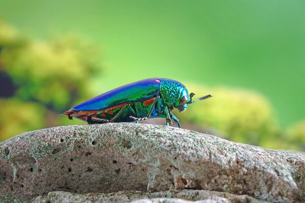 ジュエリー カブトムシや金属製の木の退屈なカブトムシ 虹色と鮮やかな金属色を持つ世界で最も美しい昆虫 自然の中でのビートル ぼやけた自然背景と選択的な焦点 — ストック写真