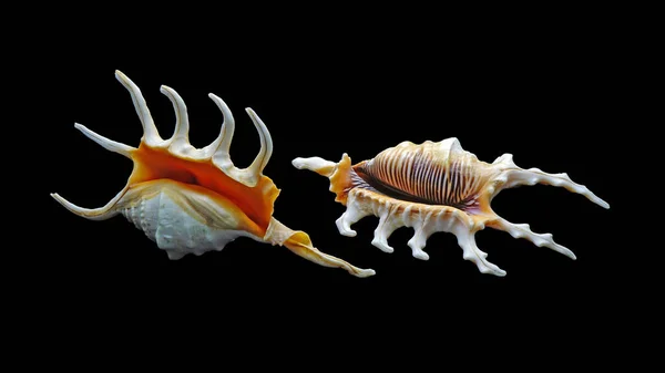 兰比斯蝎子 Lambis Scorpius 斯皮斯海螺或斯皮斯海螺 是一种落差海螺 分布于印度洋 — 图库照片