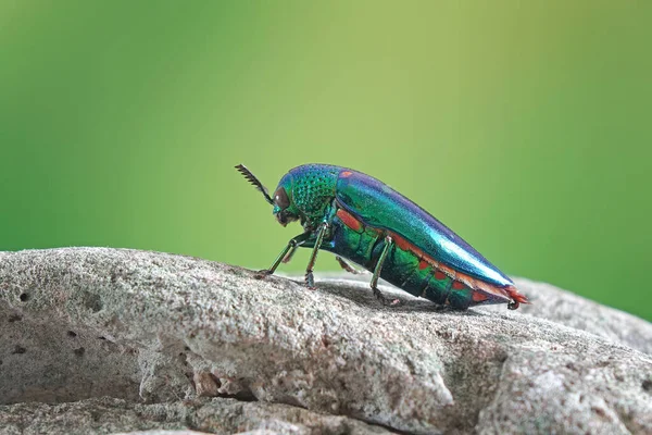 Jewel Beetles Metallic Wood Boring Beetles Los Insectos Más Bellos — Foto de Stock