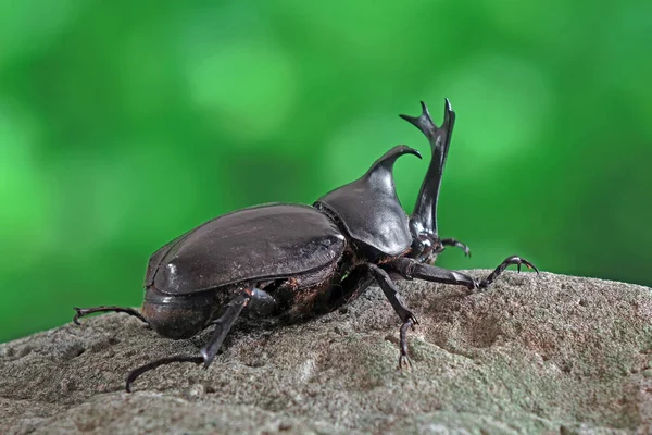 Japán Orrszarvú Bogár Allomyrina Dichotoma Vagy Japán Szarvbogár Vagy Kabutomushi — Stock Fotó