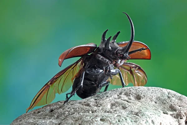 五角犀牛甲虫 Eupatorus Gracilicornis 也被称为大力士甲虫 Hercules Beetles 独角兽甲虫 Unicorn Beetles 或非洲之角甲虫 — 图库照片