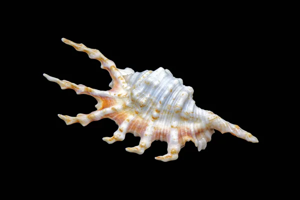 拉姆比蝎子 Lambis Scorpius 是一种分布在印度洋和西太平洋的落差海螺 俗称斯皮尼海螺或斯皮尼海螺 被隔离在黑暗中 — 图库照片