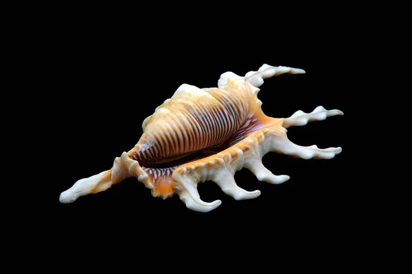 Seashell Lambis Scorpius Κοινή Ονομασία Scorpian Κοχύλι Scorpian Κοχύλι Αράχνη — Φωτογραφία Αρχείου